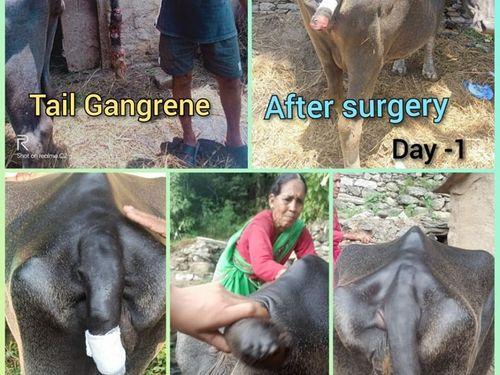 चिकित्सा द्वारा पीड़ित भैंस को लंबे समय से चली आ रही परेशानी से दिलवाया गया निजात 