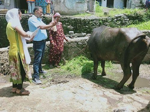 Image for ग्राम बडोंन कीर्तिनगर में पशुओं में टीकाकरण किया गया