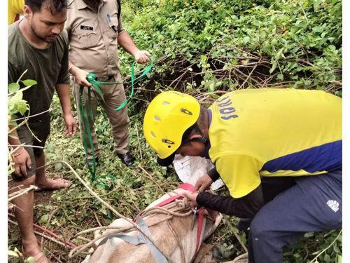 Image for पहाड़ी में फंसी दो गायों का उत्तराखण्ड पुलिस द्वारा किया गया सकुशल रेस्क्यू