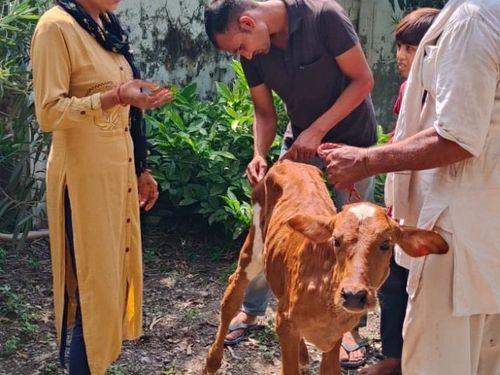 हरिद्वार जनपद के ग्राम हज्जरपुर में पशुओं में एलएसडी टीकाकरण किया गया