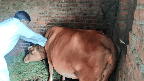 Image for पशु चिकित्सकों द्वारा पशुओं में गोट पॉक्स वैक्सिनेशन किया गया
