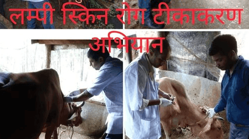 Image for डंगोली के सीमावर्ती क्षेत्रों में गौवंशीय पशुओं में टीकाकरण किया गया