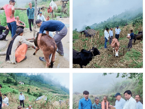 ग्राम कोन्टा में पशुचिकित्सा शिविर का किया गया आयोजन