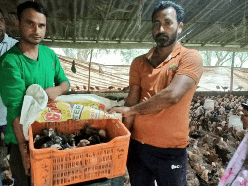 पशुपालन विभाग द्वारा एक माह के कुक्कुट पक्षियों का किया गया वितरण