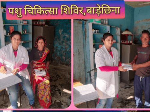 Image for ग्राम दशों में पशु चिकित्सा शिविर का किया गया आयोजन