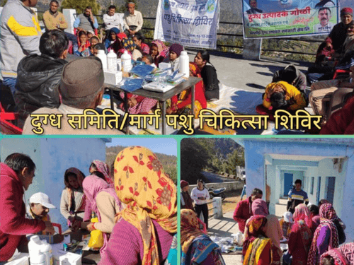 ग्राम-दुधोली में पशु चिकित्सा शिविर का किया गया आयोजन