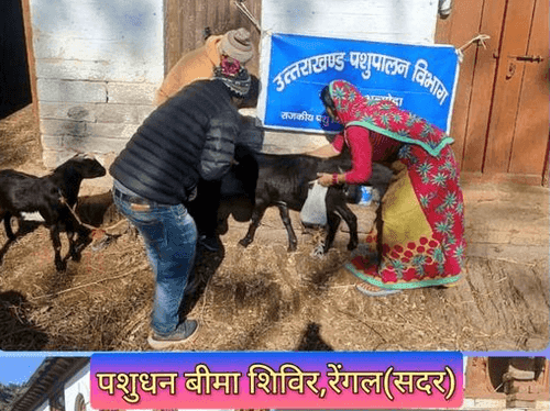 Image for ग्राम-रेंगल में पशुधन बीमा शिविर का किया गया आयोजन