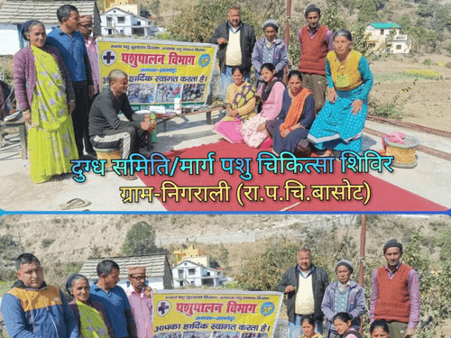 Image for ग्राम-निगराली में पशु चिकित्सा शिविर का किया गया आयोजन