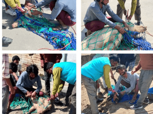 क्लासिकल स्वाइन फीवर की रोकथाम हेतु किया जा रहा है टीकाकरण