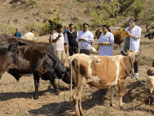Image for ग्राम सेरा में पशु प्रदर्शनी का किया गया आयोजन