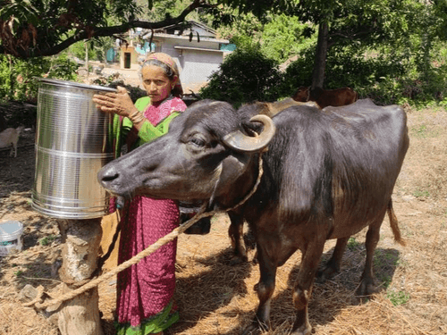 ग्राम सेरा में पशु प्रदर्शनी का किया गया आयोजन