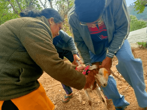 Image for गांव चौली‌ में 22 बकरियों का कराया गया दवापान