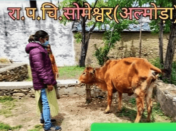 Image for सोमेश्वर के अंतर्गत आने वाले ग्रामों में की गई पशुओं की चिकित्सा