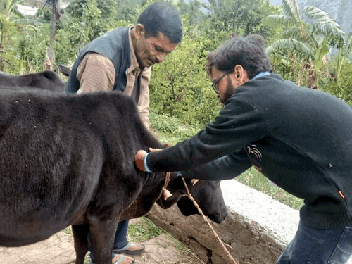 Image for लंपी स्किन डिजीज की रोकथाम हेतु पशुचिकित्सा शिविर का किया गया आयोजन