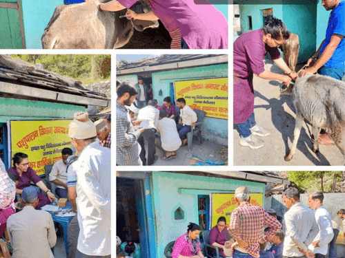 ग्राम लूगड़ तथा गांजा में पशु चिकित्सा शिविर का किया गया आयोजन