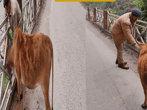 Image for सड़क किनारे रेलिंग में फंसी गाय का किया गया सकुशल रेस्क्यू