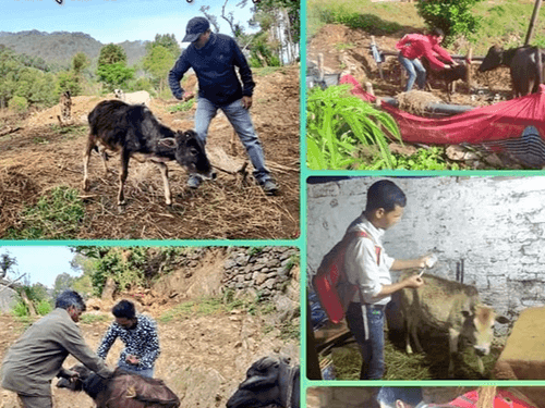 लंपी रोग की रोकथाम हेतु ग्राम-भैंटा में किया गया टीकाकरण