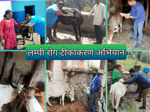 Image for लम्पी त्वचा रोग की रोकथाम हेतु पशुओं में किया जा रहा है टीकाकरण