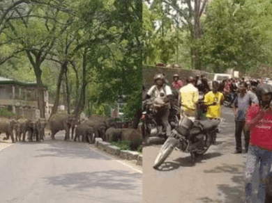 कोटद्वार-पौड़ी हाईवे पर आया हाथियों का झुंड