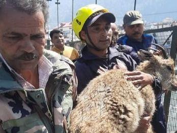 नदी के तेज बहाव में फंसे हिरण के बच्चे को एसडीआरएफ ने किया रेस्क्यू