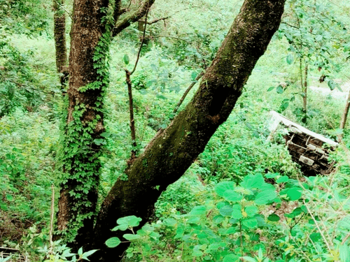 चोपता मण्डल मार्ग पर वाहन हुआ सड़क हादसे का शिकार