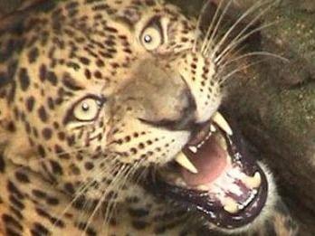 जनपद उत्तरकाशी में गुलदार ने युवक को मार डाला