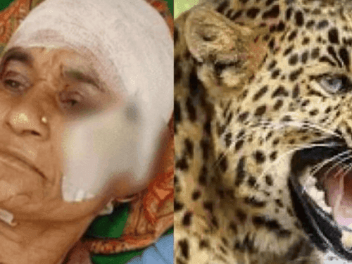 यहां बहू को बचाने के लिए गुलदार से भिड़ गई सास