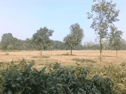 यहां बिना अनुमति के काट दिए दर्जनों पेड़