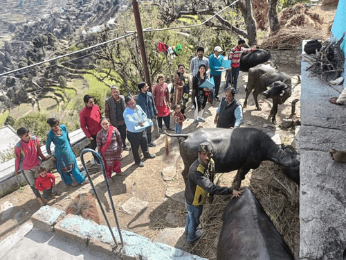 ग्राम सभा घोंन में पशु प्रदर्शनी का किया गया आयोजन