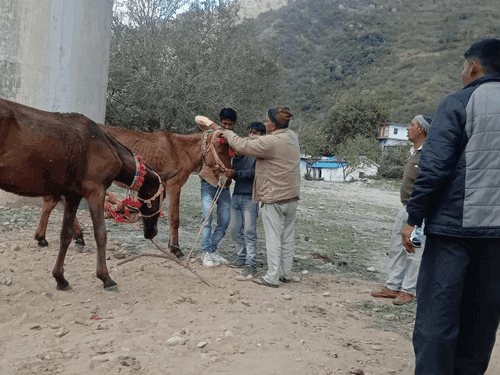 घोड़े खच्चर में बीमा और पंजीकरण हेतु शिविर का किया गया आयोजन