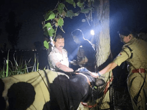 गौ तस्करों के विरूद्ध हरिद्वार पुलिस द्वारा की गई कार्यवाही